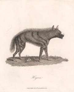 Hyoena de James Heath