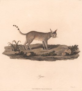 Lince