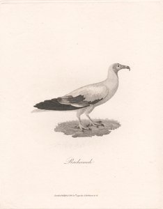 Rachamah de James Heath
