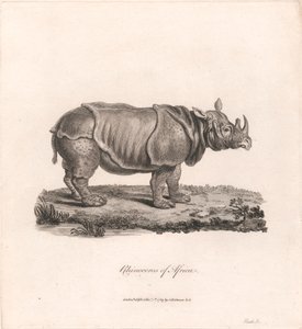 Rinocerontes de África de James Heath