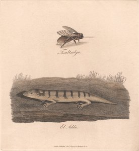 Tsaltsalya / El Adda de James Heath