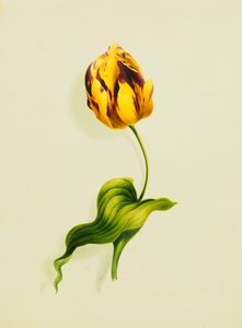 Un tulipán loro, 1826 de James Holland