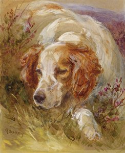 Un spaniel