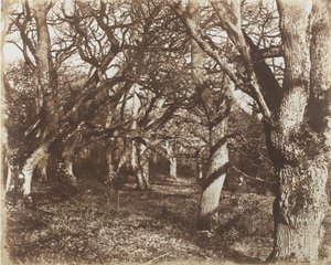 Una mirada en Leigh Woods de James Knight