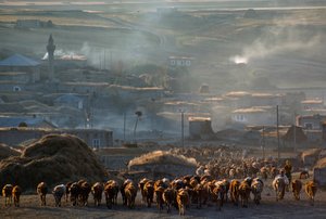 Un gran rebaño de ganado se dirige a los pastos a través de un polvoriento pueblo rural. Enrentepe, Turquía. de James L Stanfield