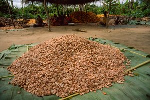 Un gran montón de granos de cacao (género: Theobroma, especie: cacao), que ya se han...