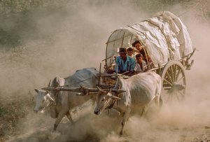 Las carreras de bueyes marcan el día de luna llena de Kason. Patheingyi, al este de Mandalay, Birmania.
