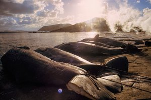Ballenas descuartizadas en la playa tras una cacería. FRENCHMAN BAY CERCA DE ALBANY, WESTE...