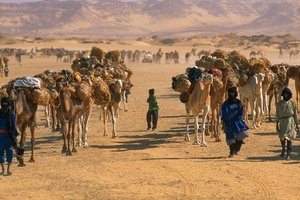Caravana de camellos de sal a las afueras de Fachi. CERCA DE FACHI, NÍGER.