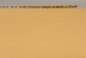 Caravana de sal camino de Agadez, Nigeria. EN RUTA HACIA AGADEZ, NIGERIA, NÍGER. de James L Stanfield