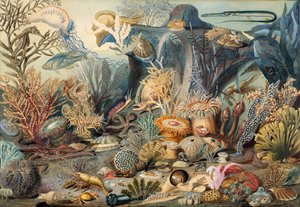 Vida oceánica. Creadores: James M. Sommerville, Christian Schussele de James M. Sommerville