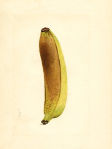Plátano (Musa) (acuarela)