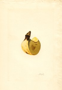 Plátano (Musa) (acuarela) de James Marion Shull