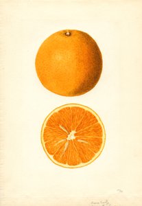 Naranjas tempranas de Boone (Citrus sinensis) (acuarela) de James Marion Shull