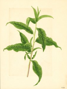 Rama con hojas verdes del melocotonero Elberta ( Prunus persica: Elberta) (acuarela) de James Marion Shull