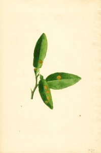 Hoja de naranjo (Citrus aurantium) enferma (acuarela)