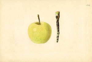 Manzana Golden Delicious ( Malus domestica) (acuarela) de James Marion Shull