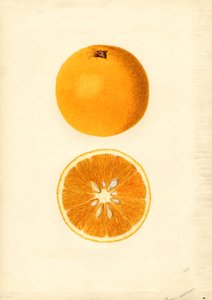 Naranjas de Homosassa ( Citrus sinensis) (acuarela) de James Marion Shull