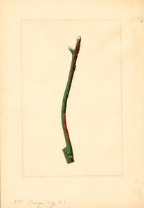 Ramita de naranjo (Citrus sinensis: Valencia) (acuarela)
