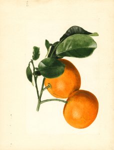 Naranjas (Citrus aurantium: Sour x 2/3) (acuarela) de James Marion Shull