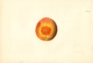 Melocotón ( Prunus persica: Elberta) (acuarela) de James Marion Shull