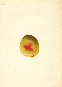 Melocotón ( Prunus persica: Elberta) (acuarela) de James Marion Shull