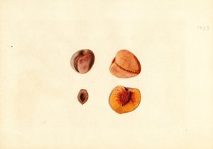Melocotones ( Prunus persica: Hutchkins) (acuarela) de James Marion Shull