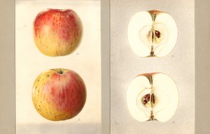 Manzanas de junio Wilson (Malus domestica) (acuarela) de James Marion Shull