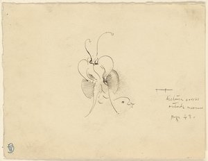 Mariposa
