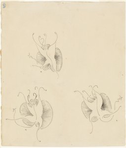 Tres mariposas