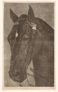 Cabeza de caballo con brida de James Newman Hodges