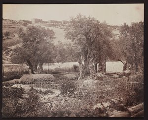 Getsemaní [Jerusalén. Monte de los Olivos] de James Robertson