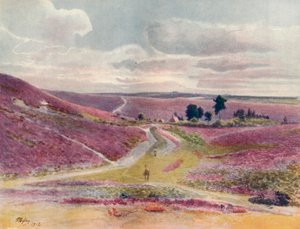 Páramo en Frensham
