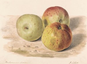 The Summer Lodden, Sept. 1832: Bodegón de tres manzanas de James Sillett