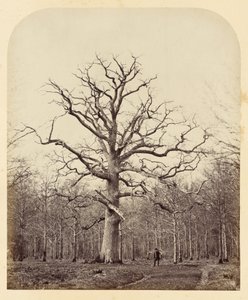 El Roble de la Reina Ana de James Sinclair