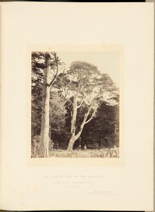Pino viejo en racimo en el Belvidere de James Sinclair, 14th Earl of Caithness