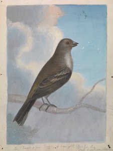 Un pájaro de James Sowerby