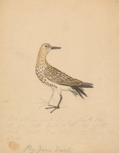 Un pájaro de James Sowerby