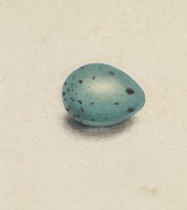 Un huevo de pájaro de James Sowerby