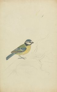Un herrerillo de James Sowerby