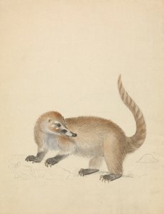 Coatimundi