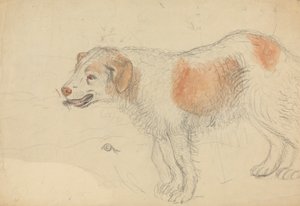 Un perro de James Sowerby