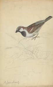 Un gorrión común de James Sowerby