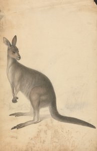 Un canguro con tres canguros al fondo de James Sowerby