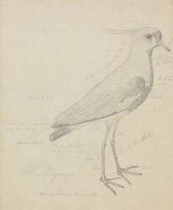 Una avefría de James Sowerby