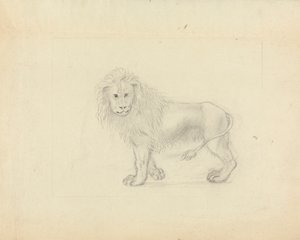 Un León de James Sowerby