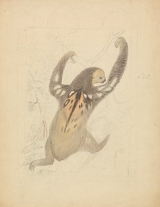 Un perezoso de tres dedos de James Sowerby