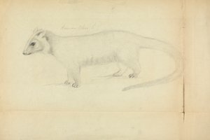 Una comadreja de James Sowerby