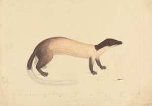Una comadreja de James Sowerby