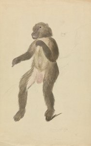 El mandril